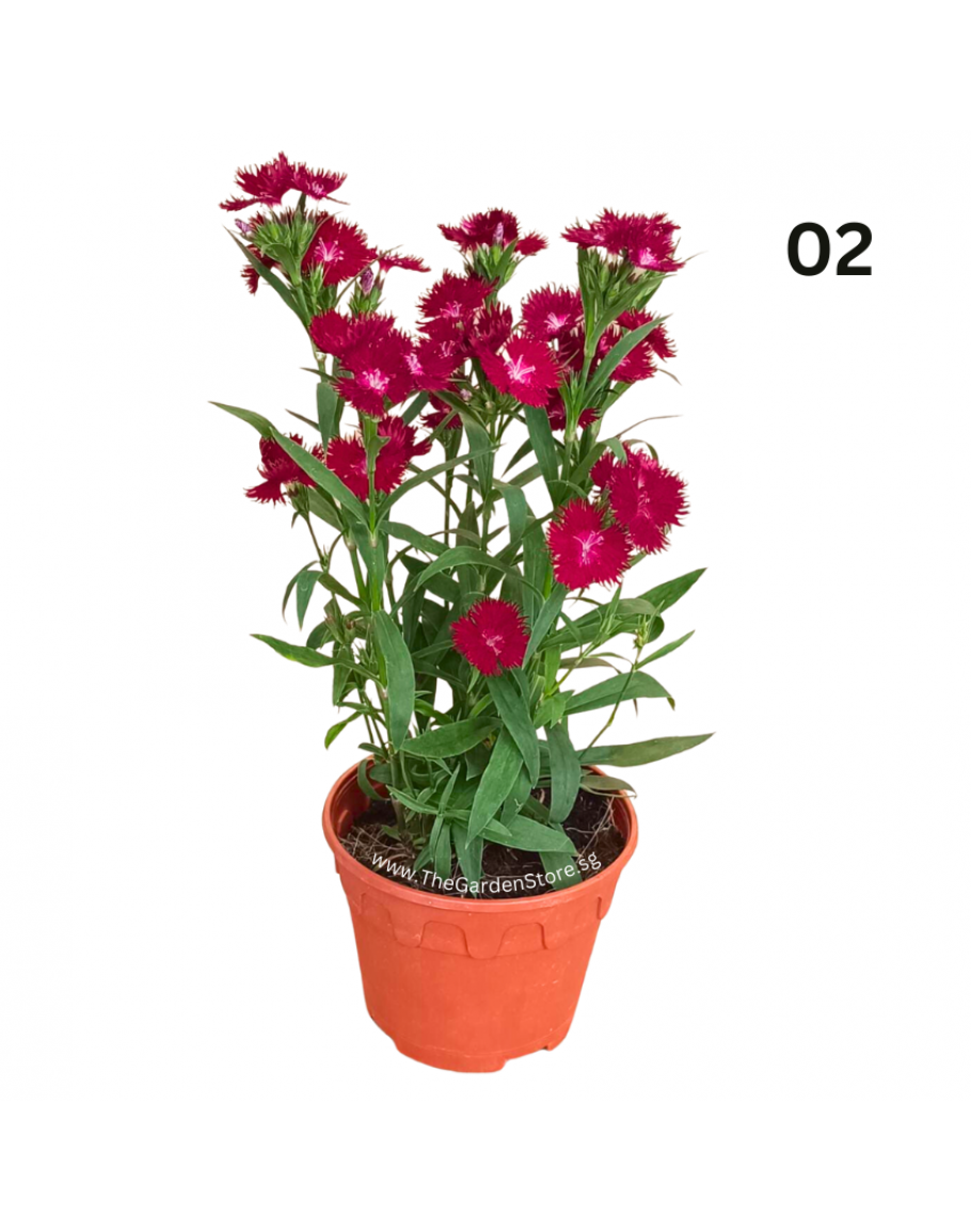 Carnation Dianthus Potted Plant